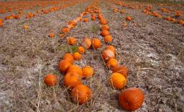 Pumpkin Patch